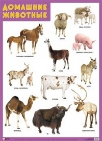 Домашние животные. Плакат фото книги