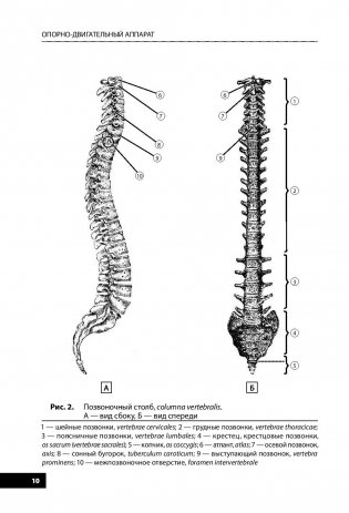 Анатомия человека фото книги 10