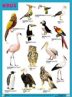 Плакат BIRDS (Птицы) фото книги