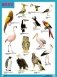 Плакат BIRDS (Птицы) фото книги маленькое 2