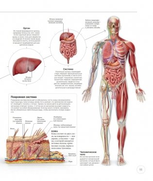 Анатомия и физиология йоги: совершенствование практики ключевых асан фото книги 9