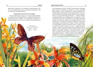 Бабочки. Школьный путеводитель фото книги 3