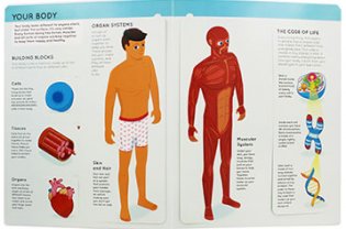 Lift The Flaps: Human Body. Board Book фото книги 3