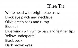 Creative Haven Glorious Songbirds Coloring Book фото книги 7