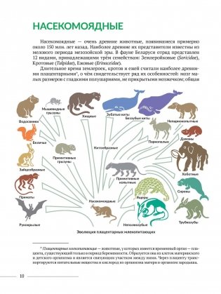 Животные леса. Насекомоядные Беларуси фото книги 4