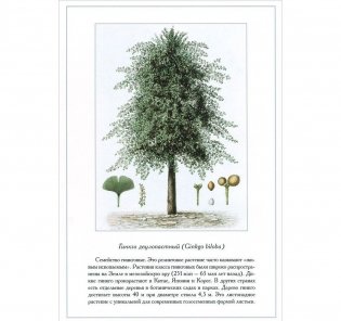 Царство растений фото книги 3