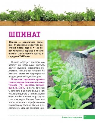 Самая полезная зелень для здоровья от Октябрины Ганичкиной фото книги 7