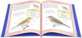 Птицы фото книги 2