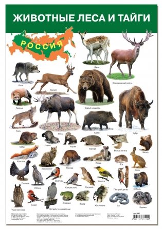 Плакат "Животные леса и тайги" фото книги
