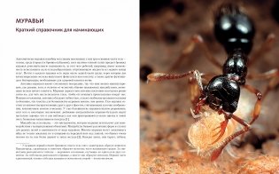 Приключения среди муравьев. Путешествие по земному шару с триллионами суперорганизмов фото книги 6