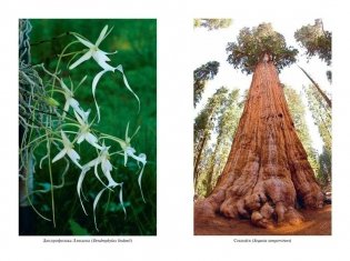 Самые необычные растения фото книги 10