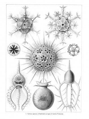 Art Forms in Nature фото книги 2