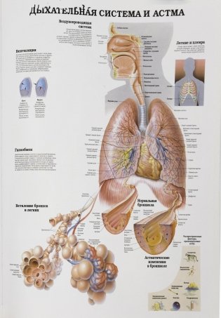 Анатомия человека: болезни и нарушения фото книги 12