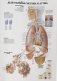 Анатомия человека: болезни и нарушения фото книги маленькое 13