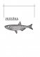 Иллюстрированный справочник рыболова фото книги маленькое 8