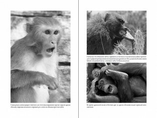 Последнее объятие Мамы: Чему нас учат эмоции животных фото книги 2