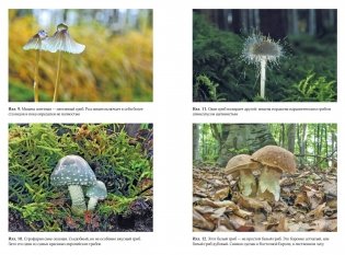 Таинственная жизнь грибов. Удивительные чудеса скрытого от глаз мира фото книги 3