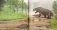 Древние чудовища России. Палеонтологические истории для детей и взрослых фото книги маленькое 7