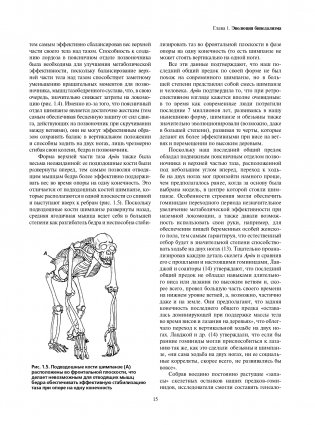 Локомоция человека. Протокол обследования, оценка, лечение и профилактика травм, связанных с циклом походки фото книги 15