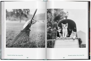Walter Chandoha. Cats. Photographs 1942-2018 фото книги 7