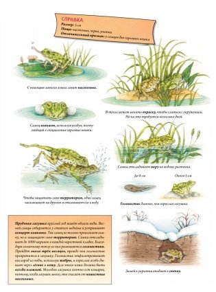 Животные и растения рек, озёр и морей. BIObook А. Толмачёва фото книги 9