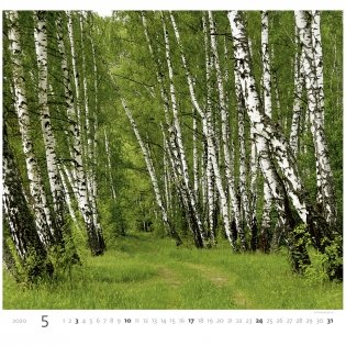 Forest (Лес). Календарь настенный на пружине на 2020 год фото книги 6