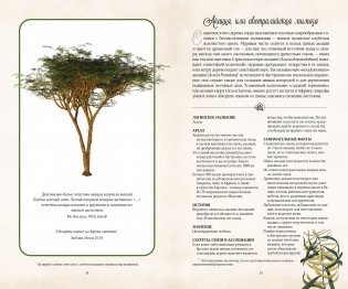 Тайный язык деревьев фото книги 3