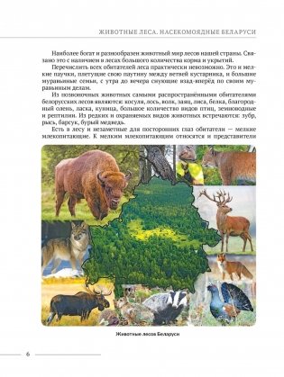 Животные леса. Насекомоядные Беларуси фото книги 2