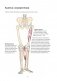 Анатомия йоги. Колени фото книги маленькое 8