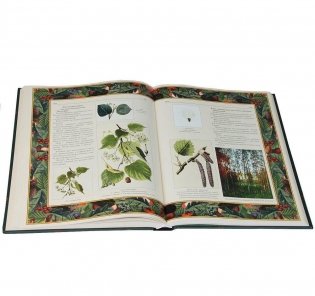 Русский лес: грибы и ягоды фото книги 4