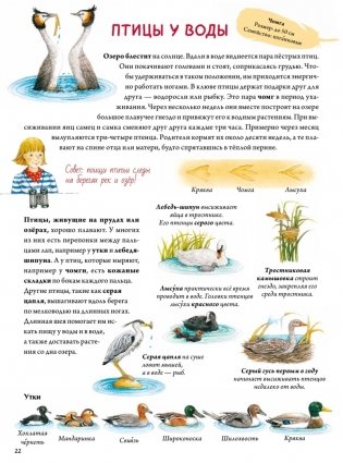 Книга о птицах. BIObook А. Толмачёва фото книги 4