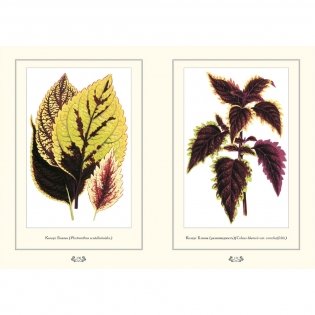 Растения с цветными листьями фото книги 6