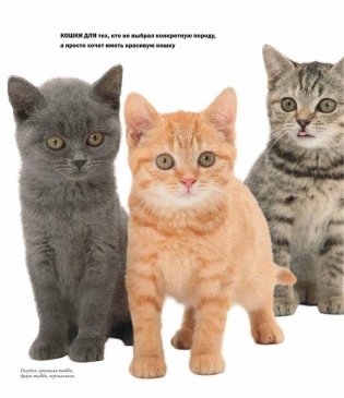 Все породы кошек фото книги 11