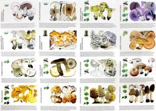 Самые распространенные и вкусные грибы России: как правильно отличить, собрать и приготовить фото книги 2