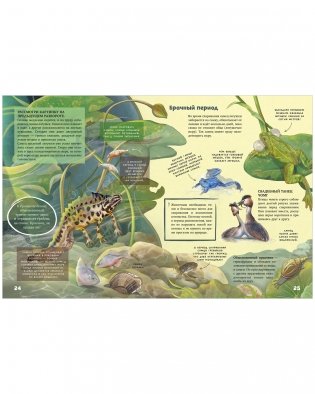 Секреты животных озера. Визуальная энциклопедия фото книги 8