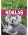 Koalas фото книги маленькое 2