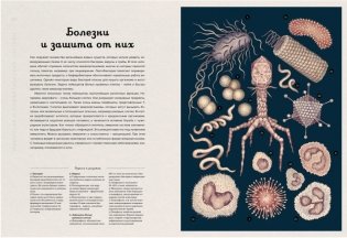 Анатомикум. Энциклопедия для детей фото книги 7