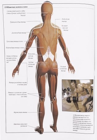 Атлас анатомии человека фото книги 9