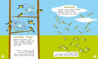 Туканы, синицы и другие птицы. Весёлые задачки фото книги 5