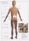 Атлас анатомии человека фото книги маленькое 10