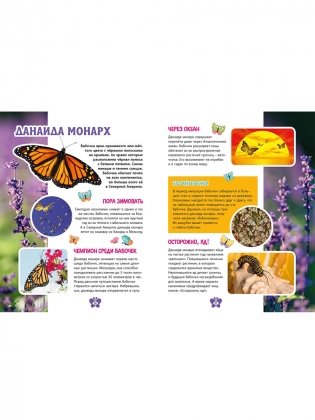 Самые красивые бабочки. Детская энциклопедия фото книги 8