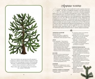 Тайный язык деревьев фото книги 5