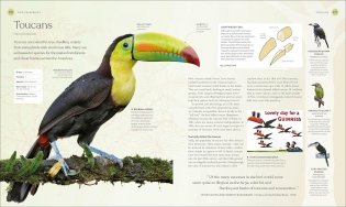 The Bird Book фото книги 4