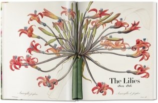 Redoute: The Book of Flowers XL фото книги 2