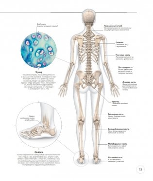 Анатомия и физиология йоги: совершенствование практики ключевых асан фото книги 11