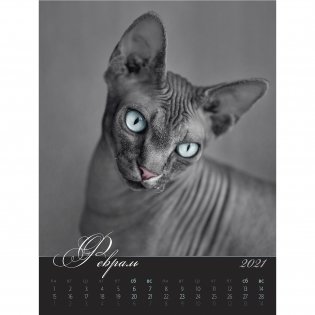Загадочные кошки. Календарь настенный на пружине на 2021 год фото книги 4
