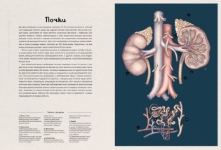 Анатомикум. Энциклопедия для детей фото книги 5