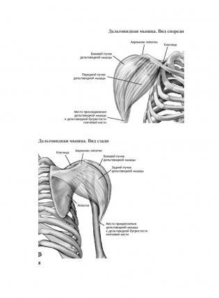 Анатомия бодибилдинга фото книги 6