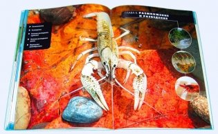 Креветки и раки в аквариуме фото книги 10