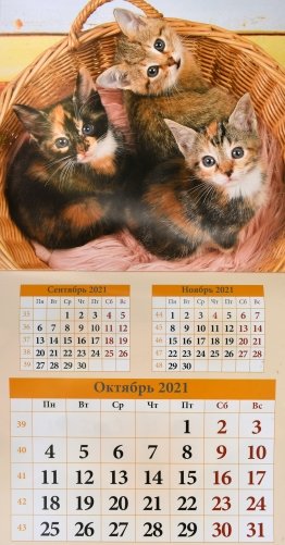 Котята. Календарь настенный перекидной на скрепке на 2021 год фото книги 2